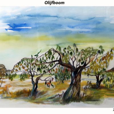 770 olijfboom 73x53cm aquarelA4 200