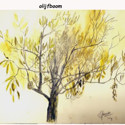 780 Olijfboom IMG_1327 acq 66x50 200